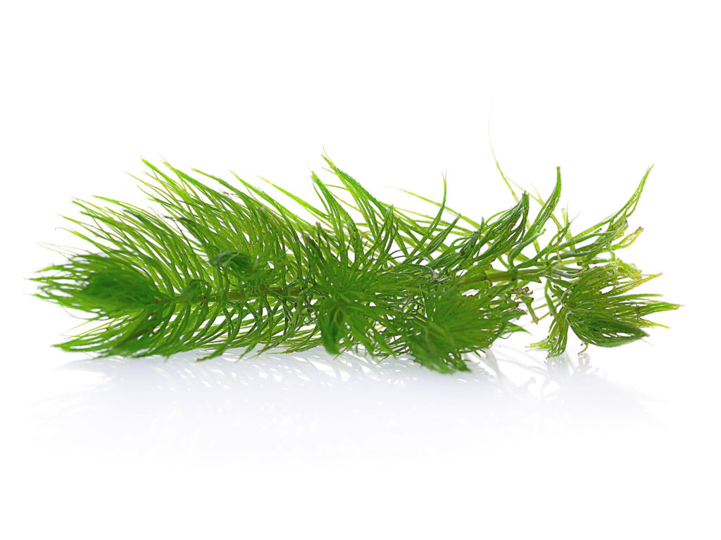 Hydrilla is an invasive species
