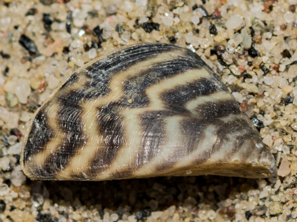 Invasive zebra mussel